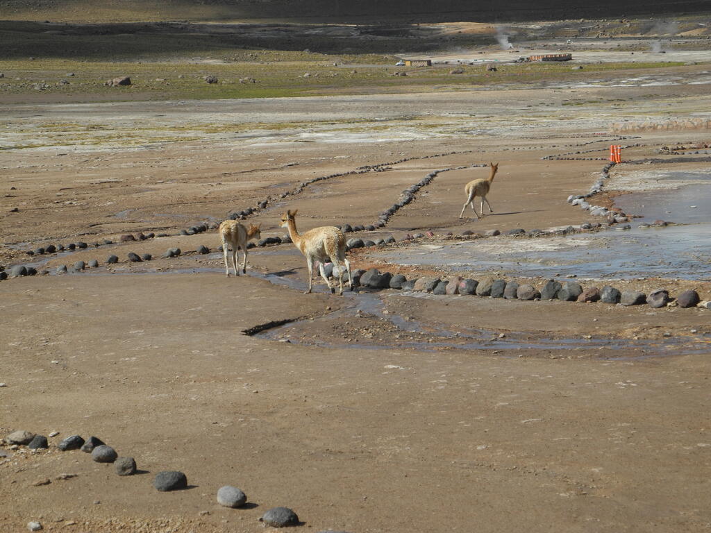 Vicuñas im Geothermalfeld