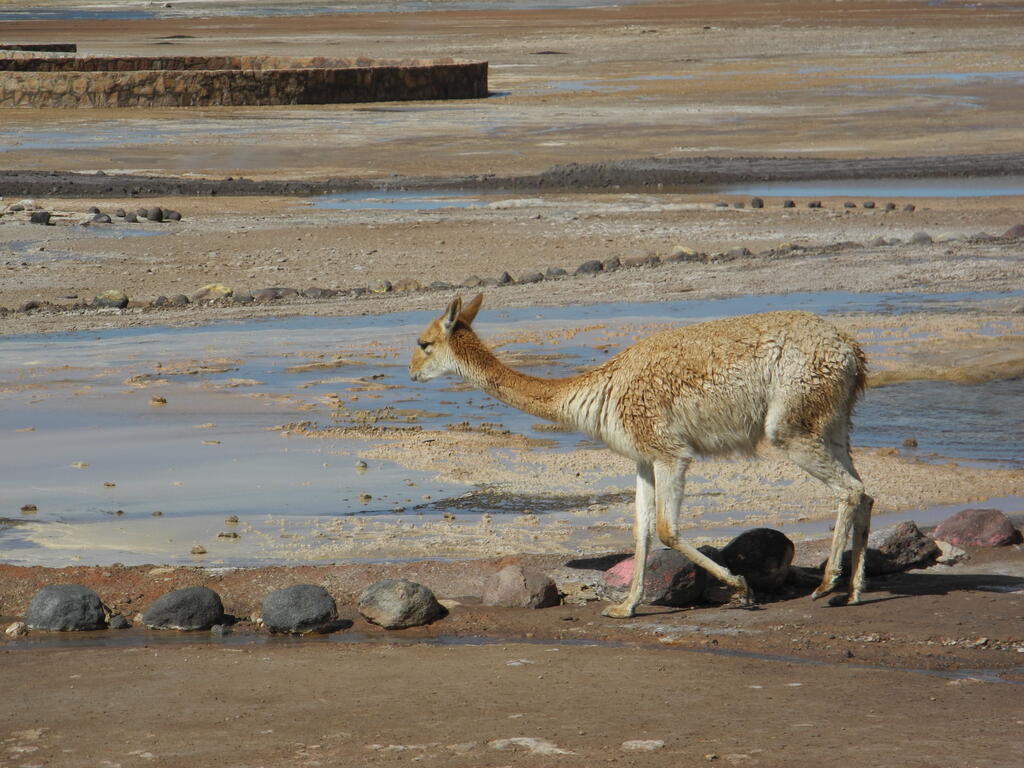 Vicuña im Geothermalfeld