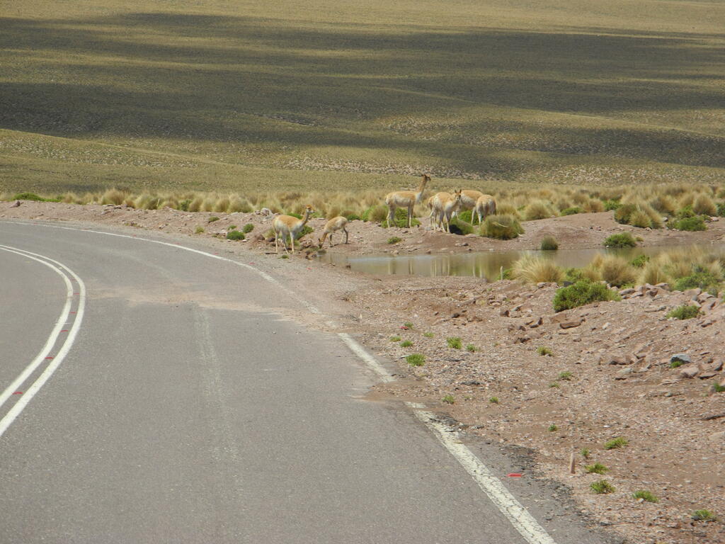 Vicuñas an der Straße