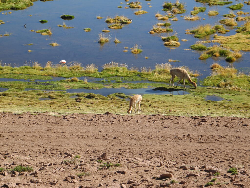 Vicuñas und der Flamingo
