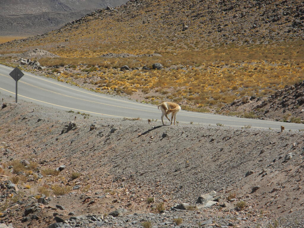 Vicuña am Salar Aguas Calientes