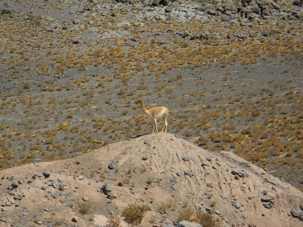 Vicuña am Salar Aguas Calientes