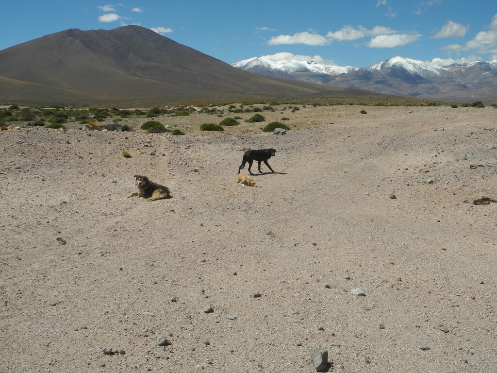 Die drei Hunde als wieder abfuhr