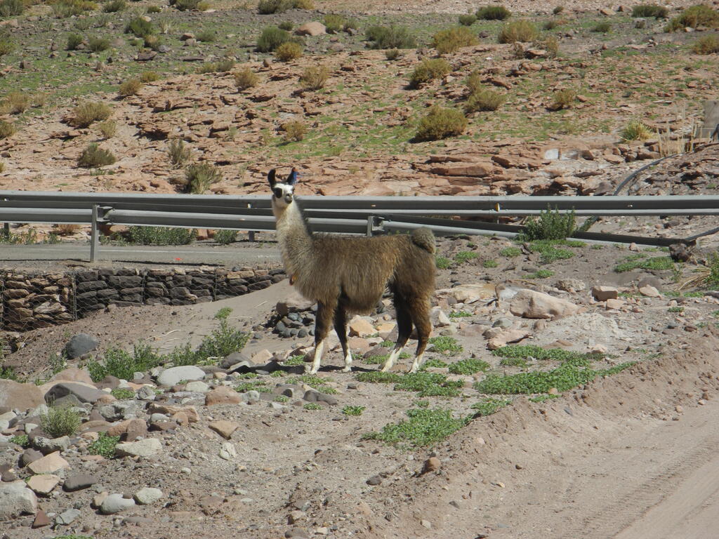 Alpaka am Ausgang des Valle del Arcoíris