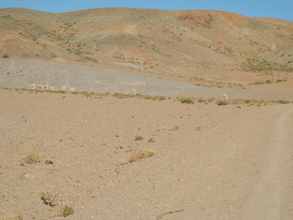 Vicuñas an der Straße B-55