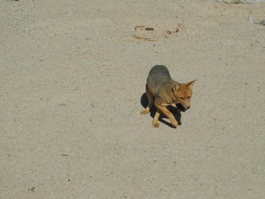 Ein Fuchs an der Straße