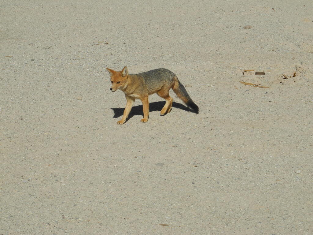 Ein Fuchs an der Straße