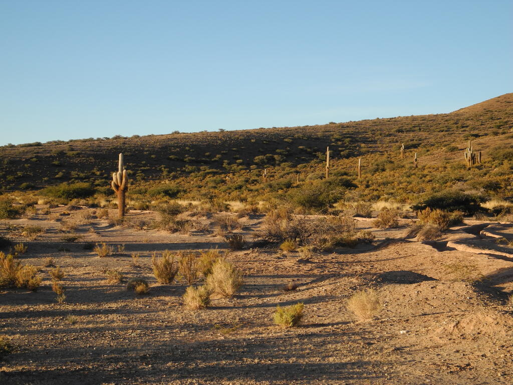 Kakteen grüßen am Morgen