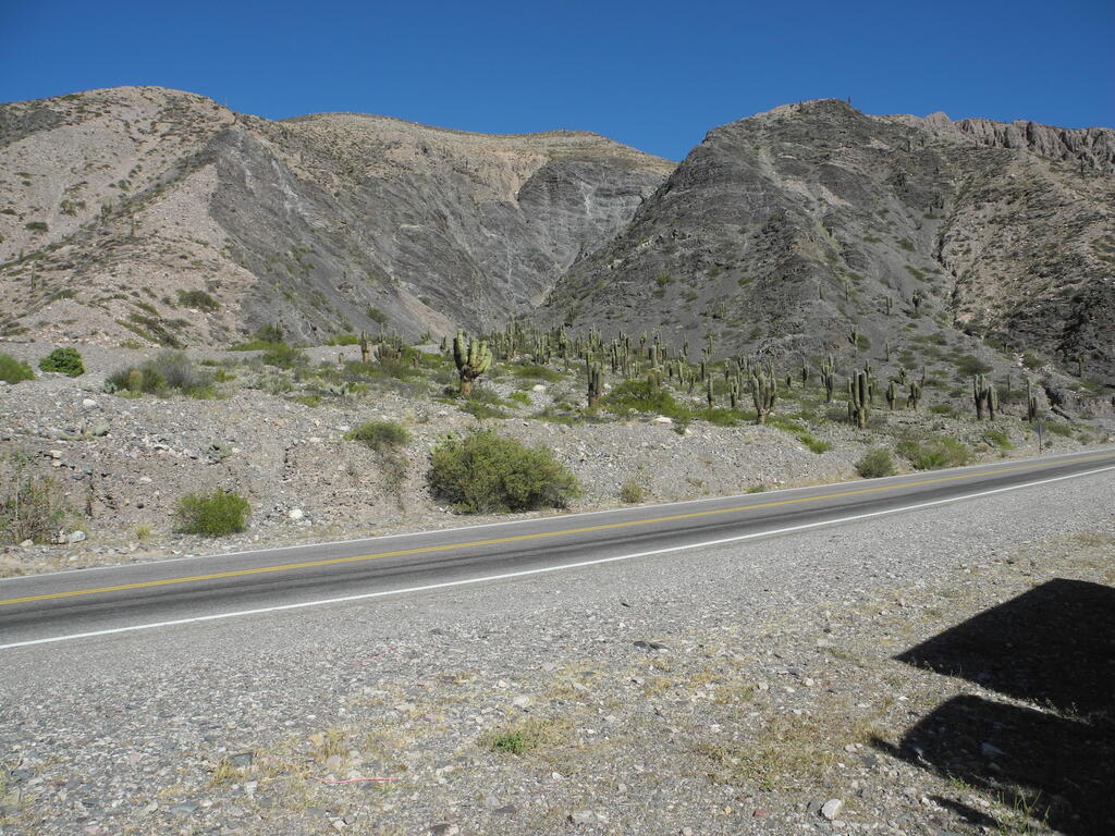 Ein kleiner Kakteenwald an der Straße