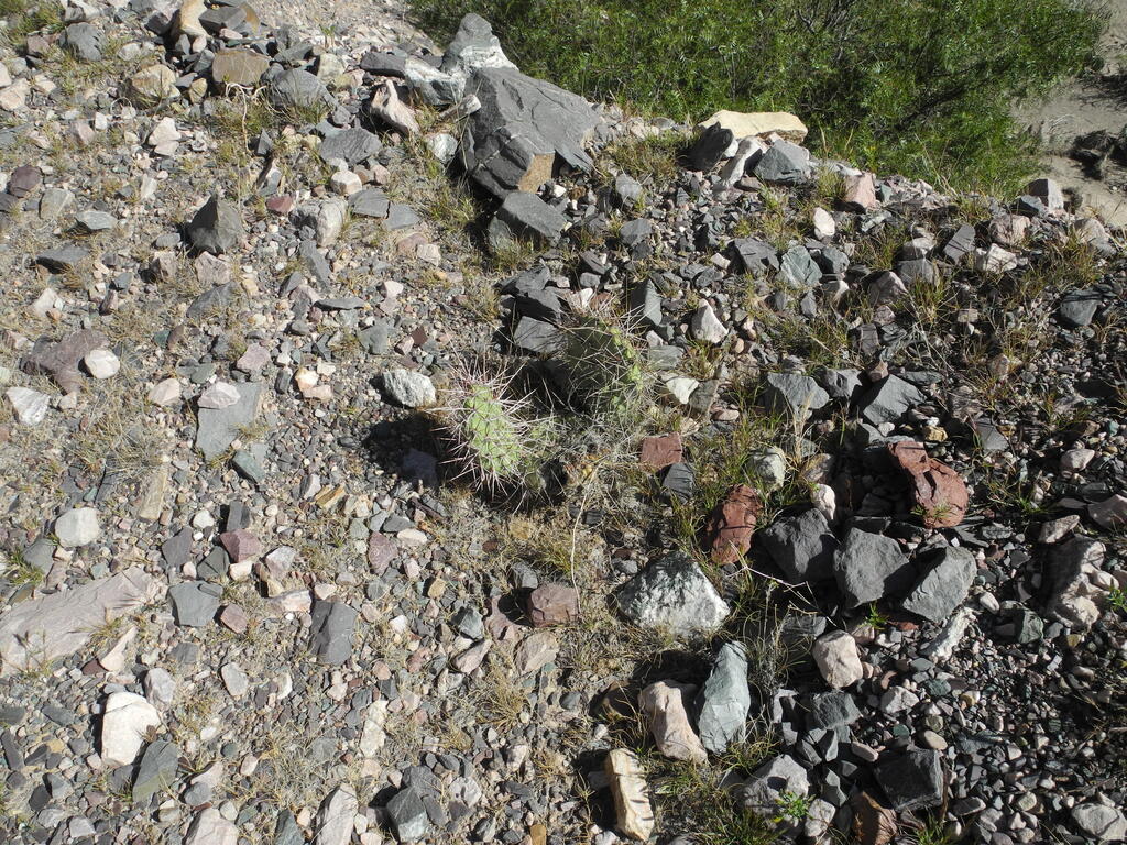 Es gibt da auch kleine Kakteen