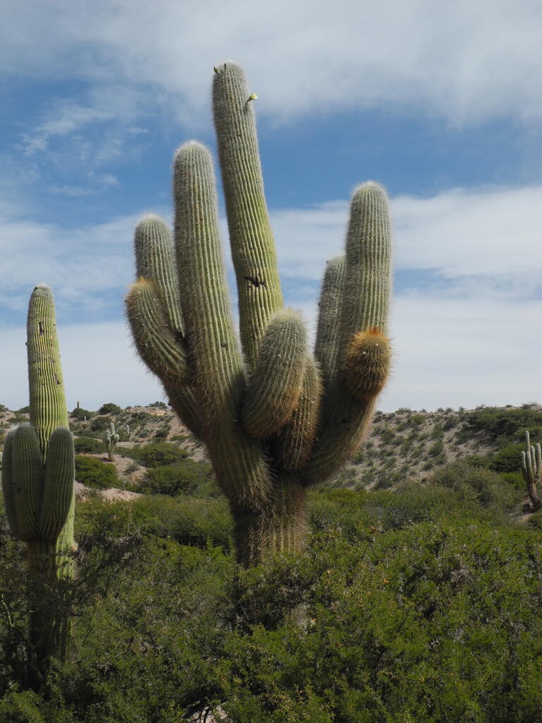 Großer Kaktus mit Blüte