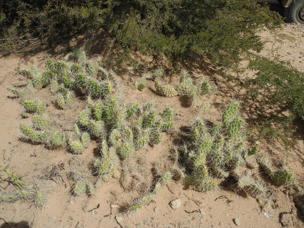 Und die kleinen Kakteen dazwischen