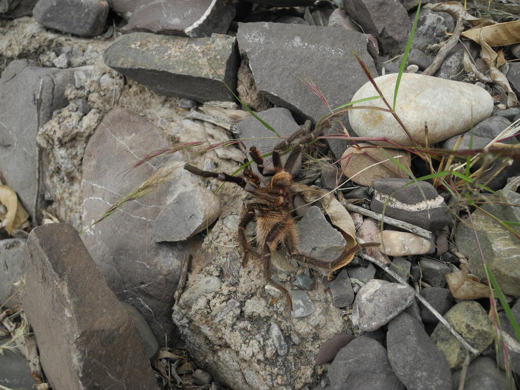Die Spinne am sicheren Straßenrand