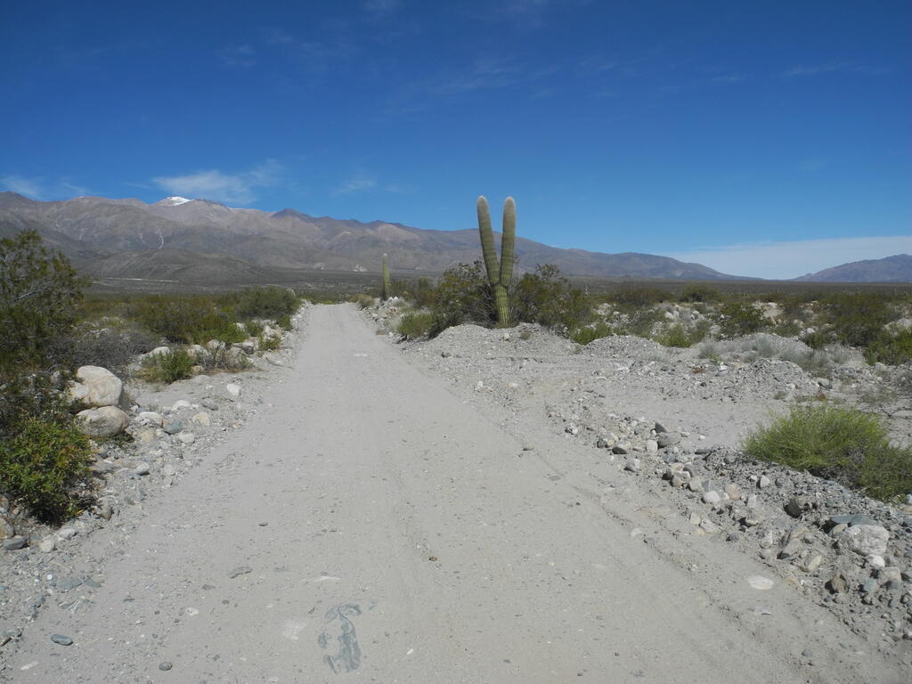 Kakteen an der Straße zu den Minas Capillitas