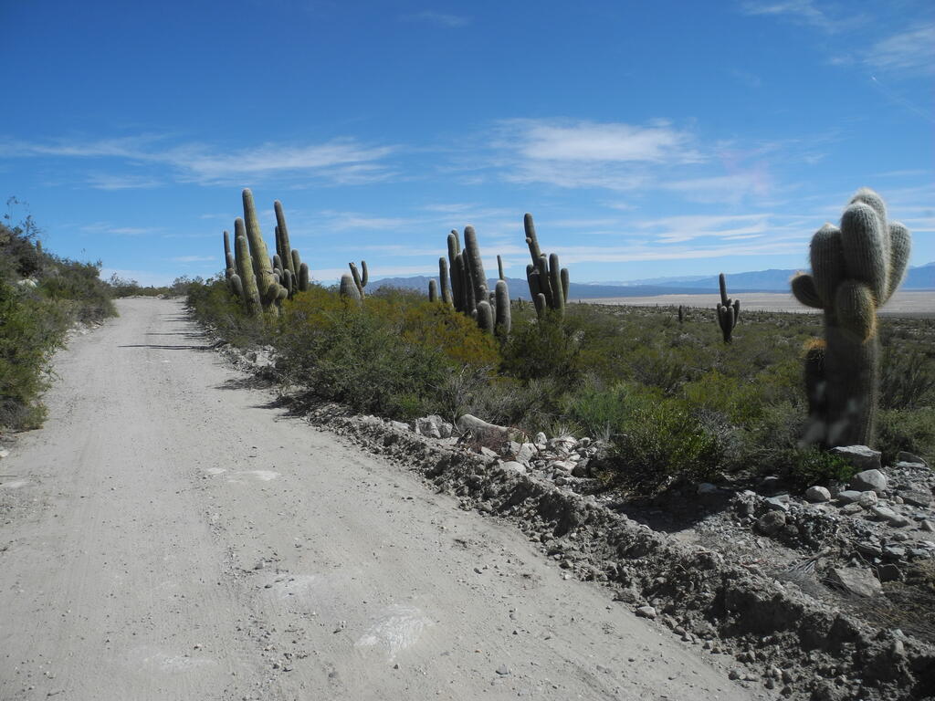Kakteen an der Straße zu den Minas Capillitas