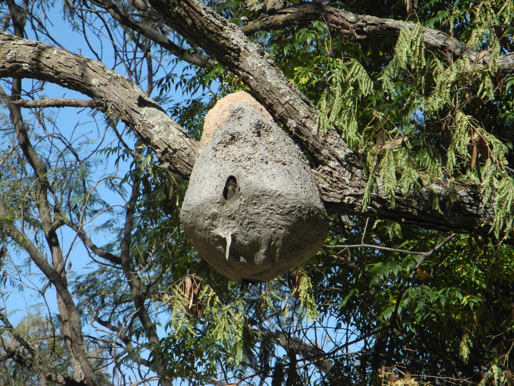 Die Bienen auf dem Campingplatz in Chilecito gibt es immer noch