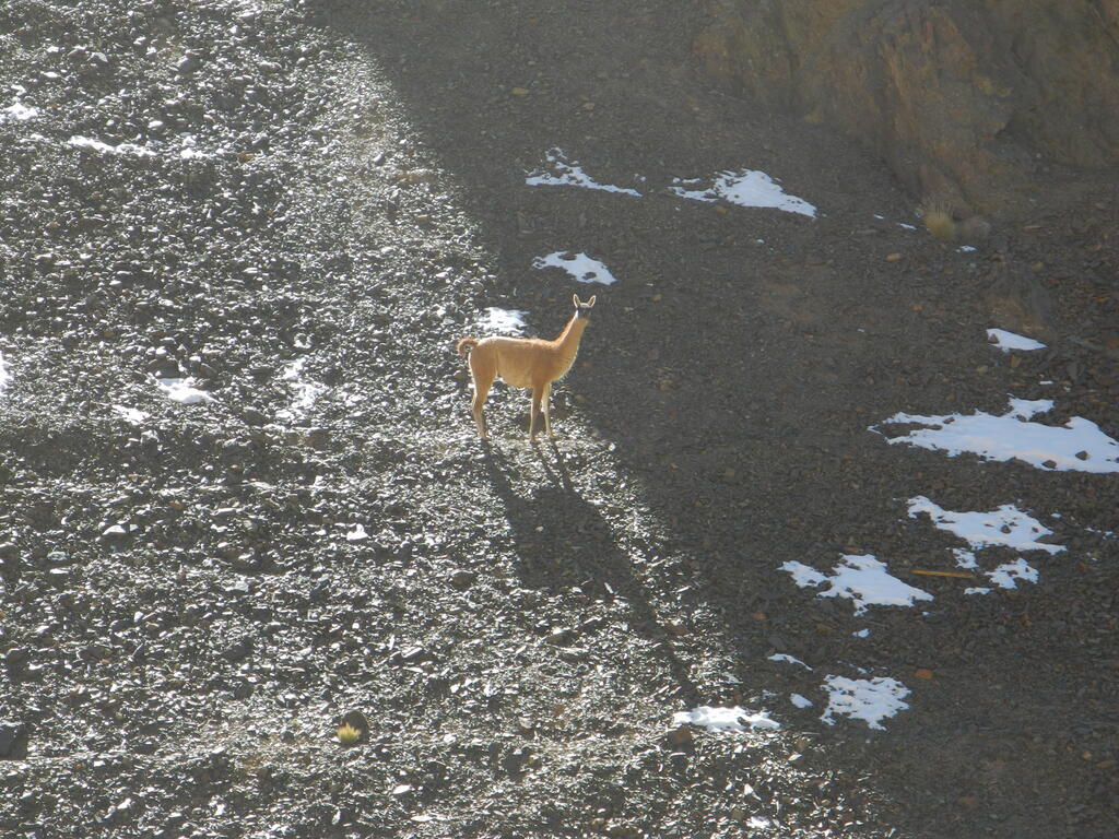 Das Vicuña beobachtet alles sehr genau