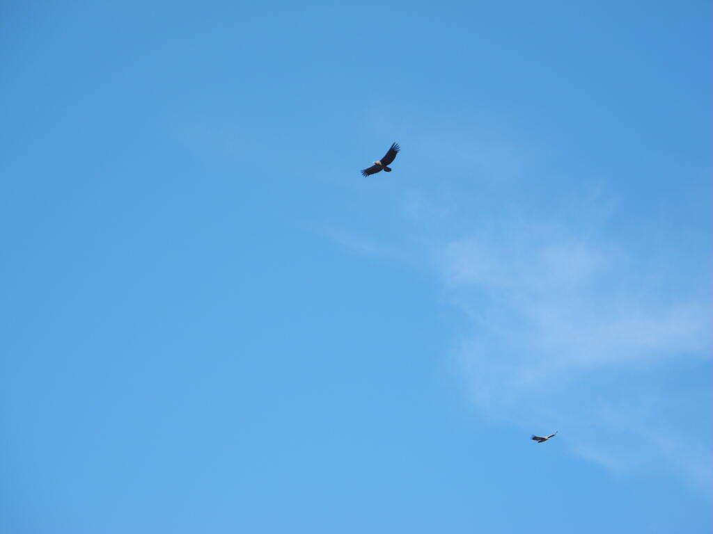 Die Geier kreisen, oder sind es Condore?