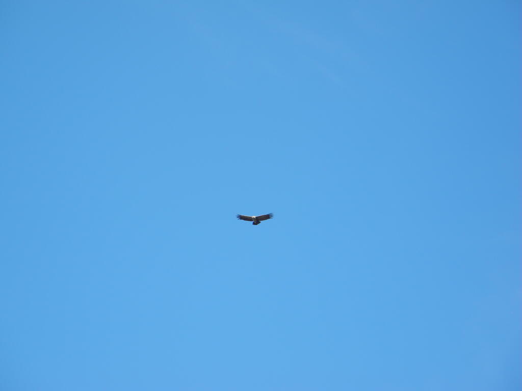 Die Geier kreisen, oder sind es Condore?