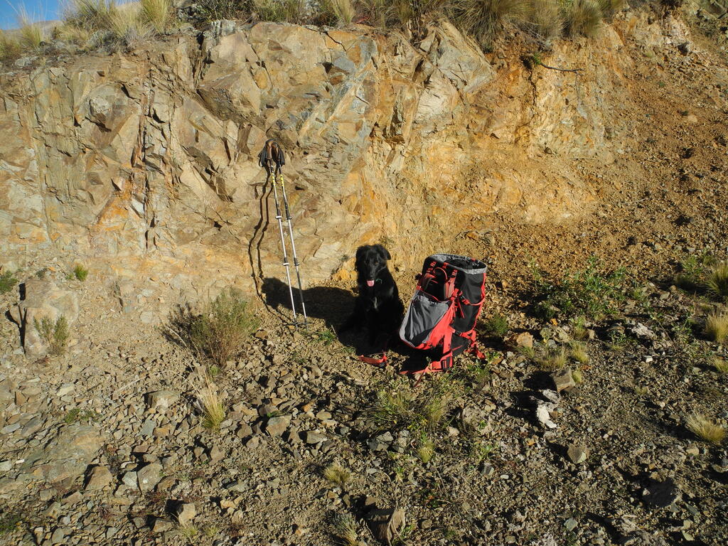 Heute mit Hütehund unterwegs